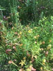 Ludwigia hirtella
