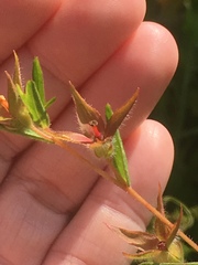 Ludwigia hirtella
