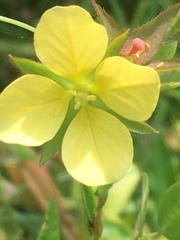 Ludwigia hirtella