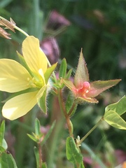 Ludwigia hirtella