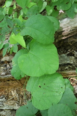 Aristolochia macrophylla