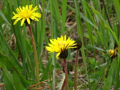Taraxacum palustre