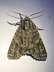Acronicta impleta