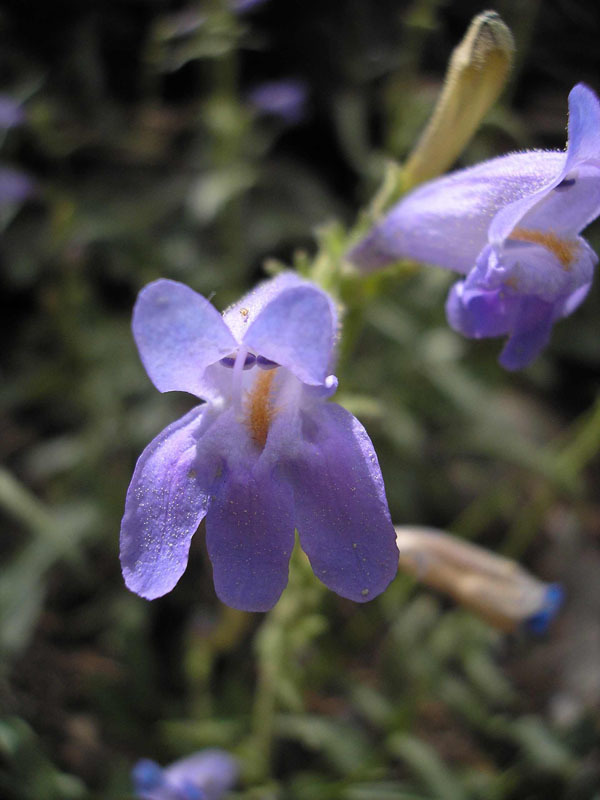 Penstemon pudicus