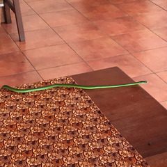 Philothamnus heterolepidotus