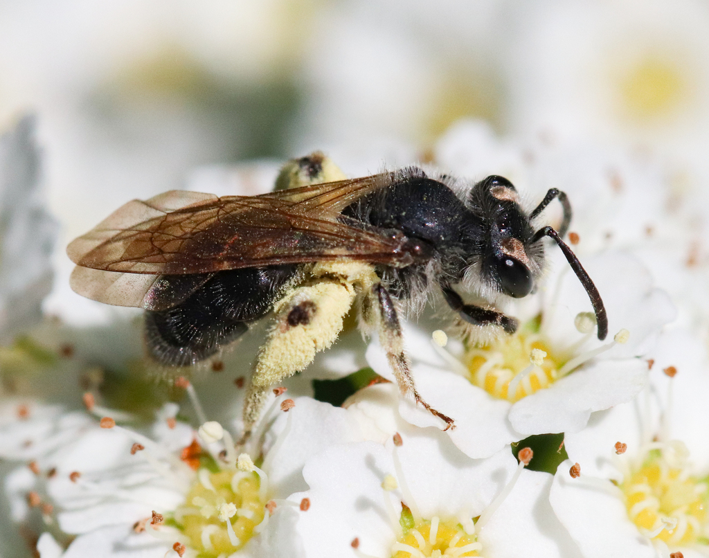 Brown-fovea Miner