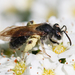Andrena rufosignata - Photo (c) Brad Walker, μερικά δικαιώματα διατηρούνται (CC BY-NC), uploaded by Brad Walker