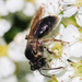 Nude Mining Bee - Photo (c) Brad Walker, some rights reserved (CC BY-NC), uploaded by Brad Walker