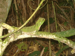 Enyalioides laticeps