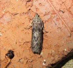 Sciota subcaesiella