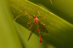 Dicamptus fuscicornis
