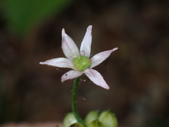 Allium canadense canadense