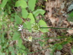 Allium canadense canadense