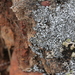 Woven-spored Lichen - Photo (c) Millie Basden, some rights reserved (CC BY), uploaded by Millie Basden