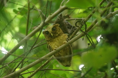 Otus rufescens