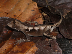 Anolis scypheus