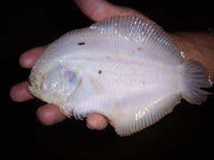 Hypoclinemus mentalis