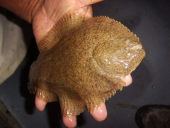 Hypoclinemus mentalis
