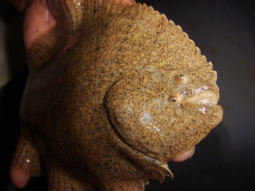 Amazon sole (Hypoclinemus mentalis) — Achiridae — 3