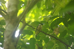 Eurylaimus ochromalus