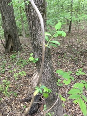 Lonicera sempervirens
