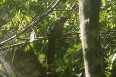 Zanclostomus javanicus