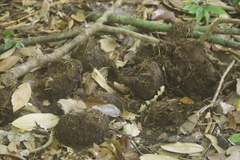 Elephas maximus sumatranus