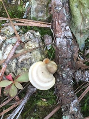 Microporellus dealbatus