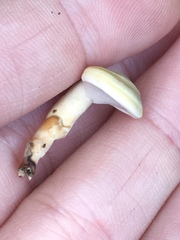 Microporellus dealbatus