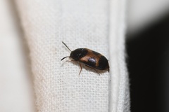 Mycetophagus punctatus