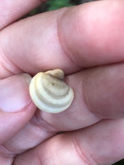 Microporellus dealbatus