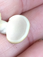 Microporellus dealbatus