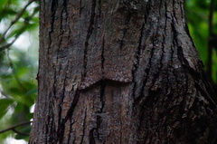 Hamadryas glauconome