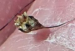 Nemacladus parikhiae