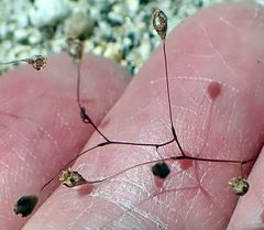 Nemacladus parikhiae