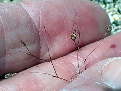 Nemacladus parikhiae