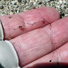 Nemacladus parikhiae