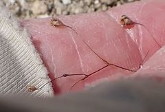 Nemacladus parikhiae