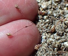 Nemacladus parikhiae