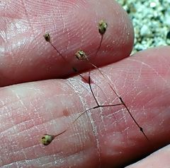 Nemacladus parikhiae