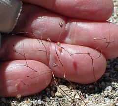 Nemacladus parikhiae