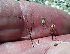 Nemacladus parikhiae