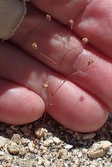 Nemacladus parikhiae