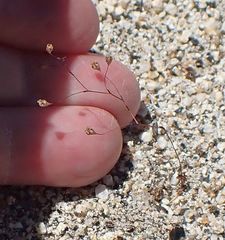 Nemacladus parikhiae