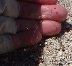 Nemacladus parikhiae