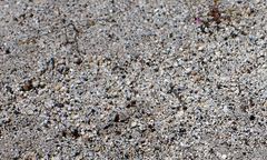 Nemacladus parikhiae