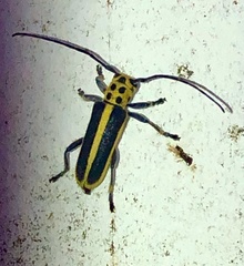 Saperda puncticollis