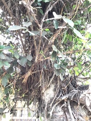 Ficus microcarpa microcarpa