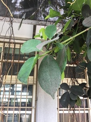 Ficus microcarpa microcarpa