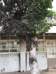 Ficus microcarpa microcarpa